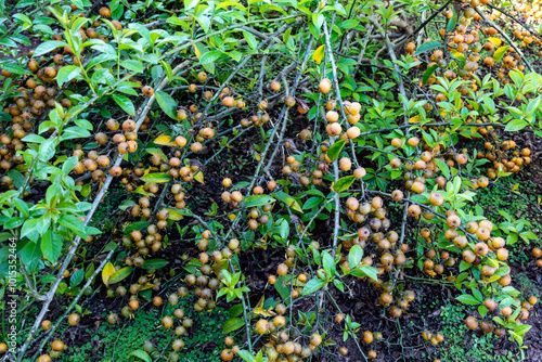 Ora-pro-nóbis Pereskia aculeata with ripe fruits and thorns on the surface