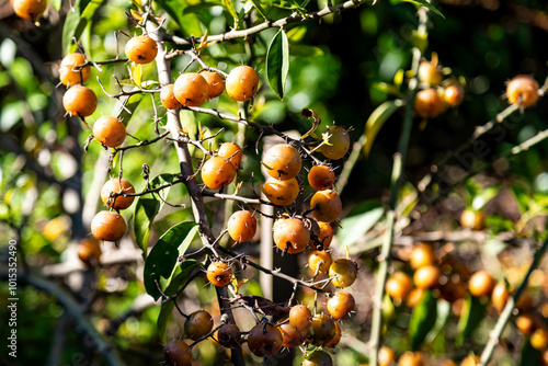 Ora-pro-nóbis Pereskia aculeata with ripe fruits and thorns on the surface