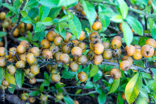 Ora-pro-nóbis Pereskia aculeata with ripe fruits and thorns on the surface