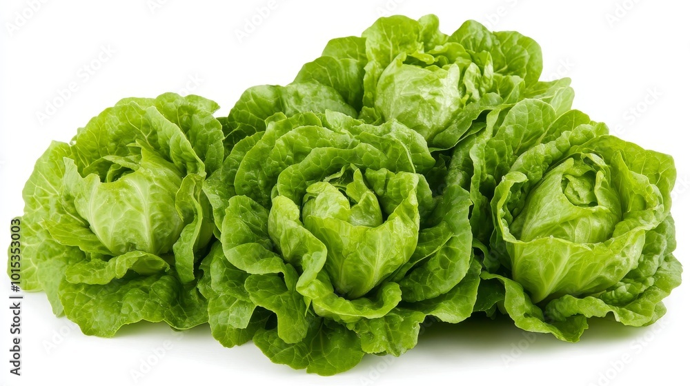 Isolated on white background green butter lettuce composition Isolated on white background green butter lettuce composition