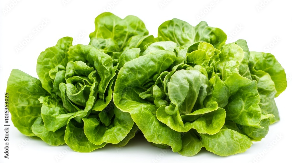 Isolated on white background green butter lettuce composition Isolated on white background green butter lettuce composition