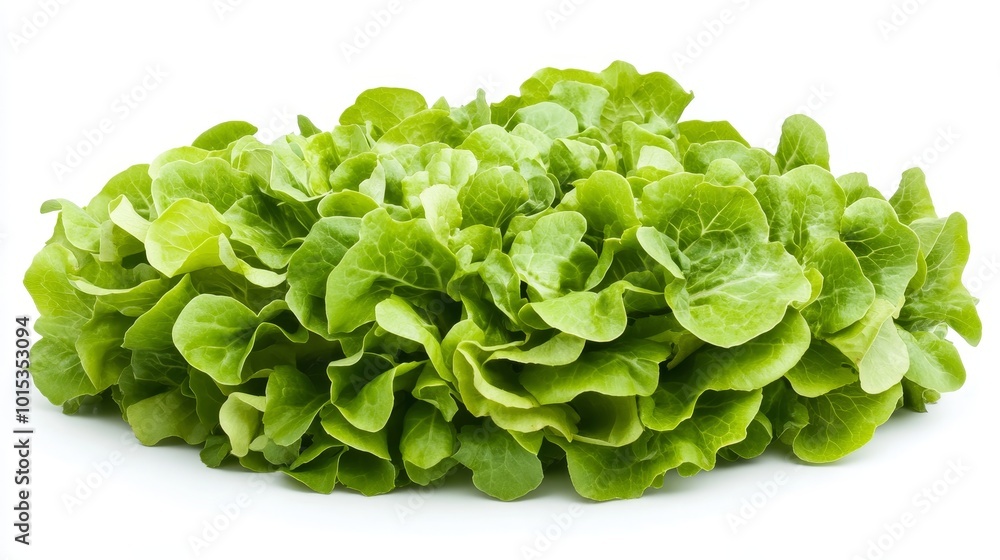 Isolated on white background green butter lettuce composition Isolated on white background green butter lettuce composition