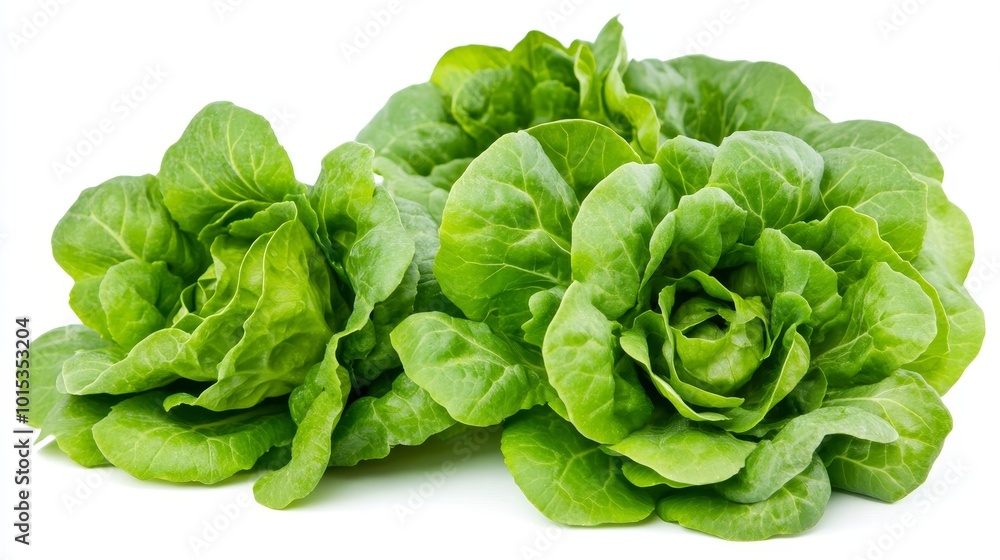 Isolated on white background green butter lettuce composition Isolated on white background green butter lettuce composition