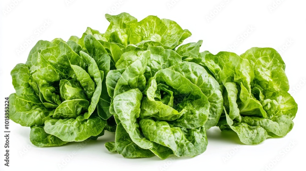 Isolated on white background green butter lettuce composition Isolated on white background green butter lettuce composition