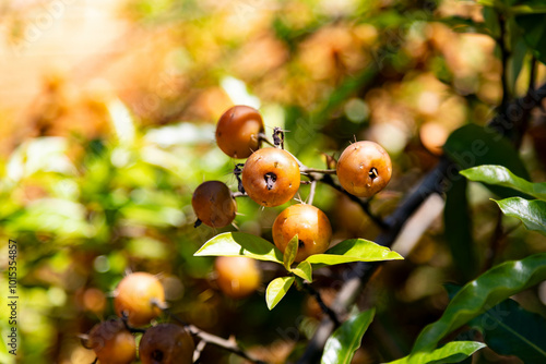 Ora-pro-nóbis Pereskia aculeata with ripe fruits and thorns on the surface photo