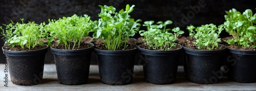 Pots with various vegetables flowers seedlings garden composition background