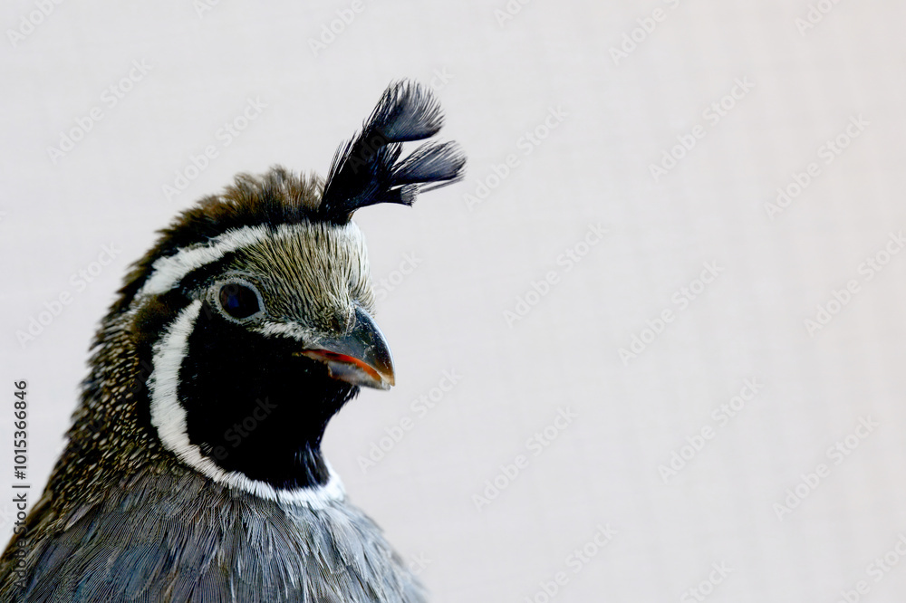 Fototapeta premium Close-up of a California quail showcasing its unique black plume