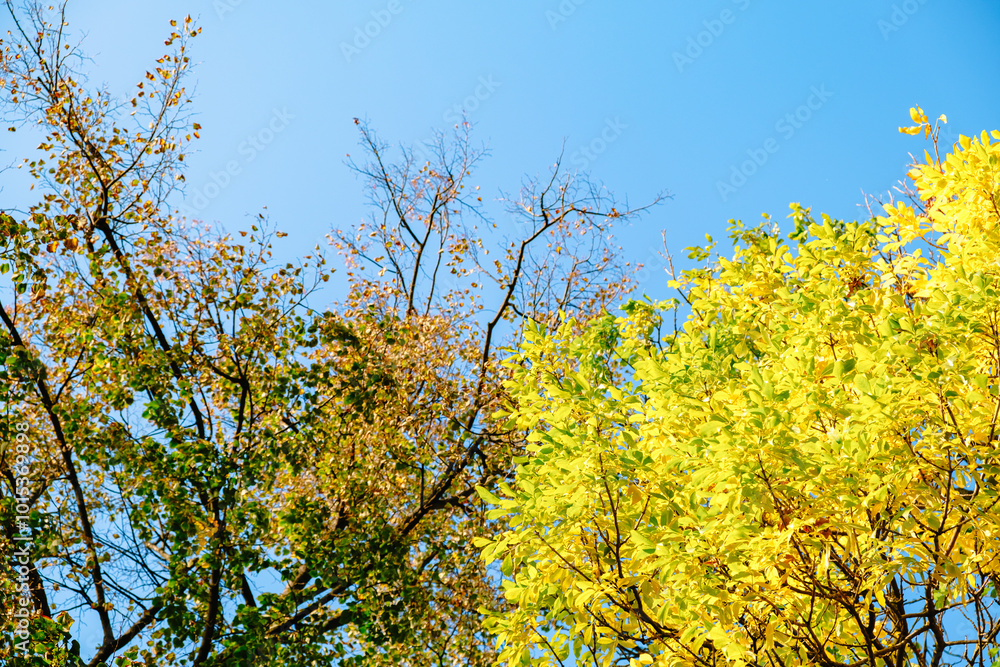 Ash tree branch with yellow leaves in autumn on blue sky background. Bright colors. Beauty in nature. October colors. Tree tops. Fall season. Warm sunny weather concept. Natural texture. Golden park Ash tree branch with yellow leaves in autumn on blue sky background. Bright colors. Beauty in nature. October colors. Tree tops. Fall season. Warm sunny weather concept. Natural texture. Golden park