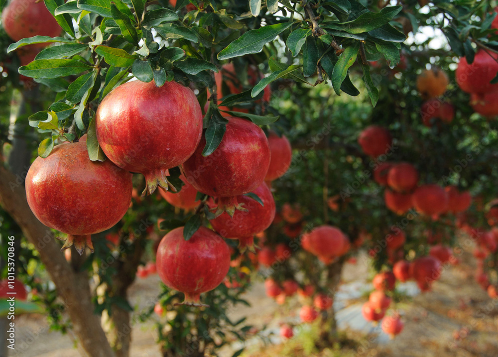 Ripe pomegranate fruits on the tree in garden Ripe pomegranate fruits on the tree in garden
