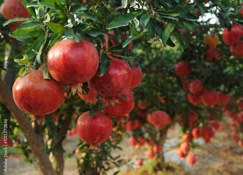 Ripe pomegranate fruits on the tree in garden
