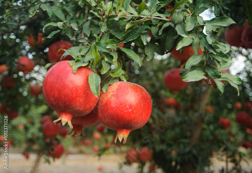 Ripe pomegranate fruit on tree  branch.