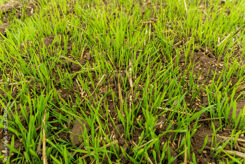 A close-up of freshly planted wheat seedlings growing in a field. The young plants are green and healthy, and the soil is dark and moist