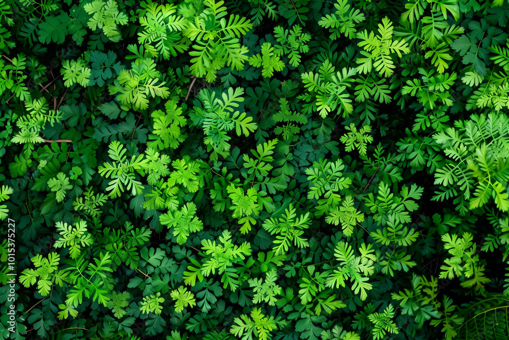 A dense arrangement of various green leaves, showcasing a rich texture and vibrant shades of green. The foliage creates a lush, natural pattern A dense arrangement of various green leaves, showcasing a rich texture and vibrant shades of green. The foliage creates a lush, natural pattern