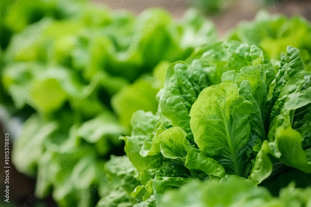 Lettuce and greens growing in a vertical garden setup indoors Lettuce and greens growing in a vertical garden setup indoors