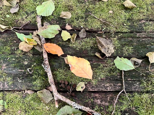 moss on the tree