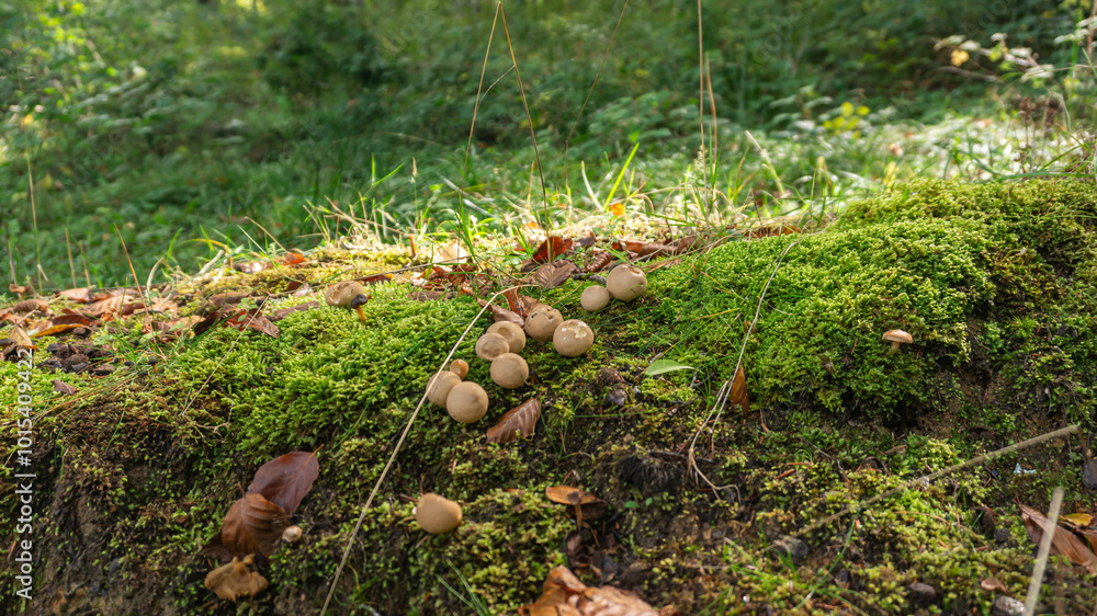 Mushrooms in a forest in northern Spain Mushrooms in a forest in northern Spain