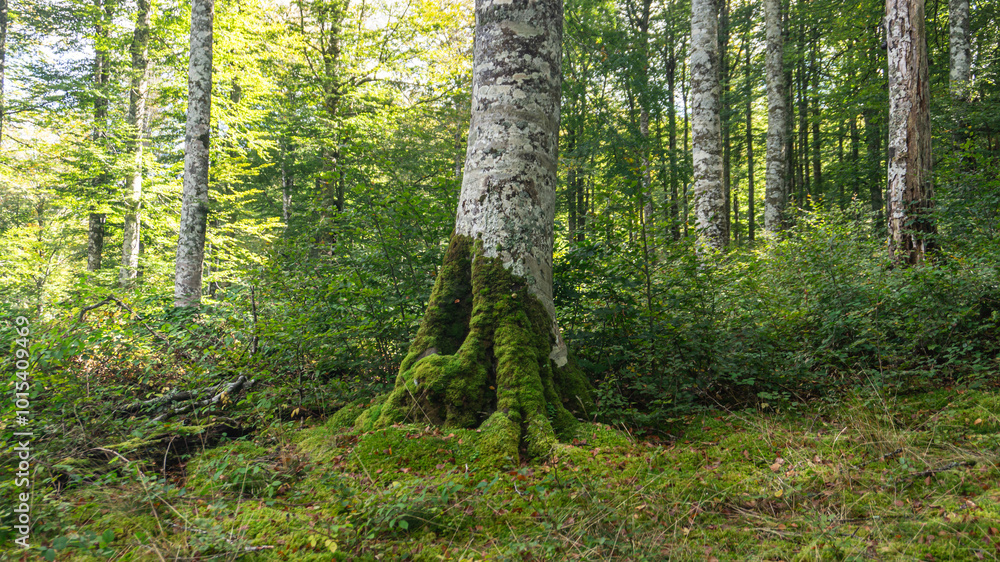 Obraz premium Leafy forest in northern Spain