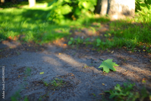 grass and leaf on the road