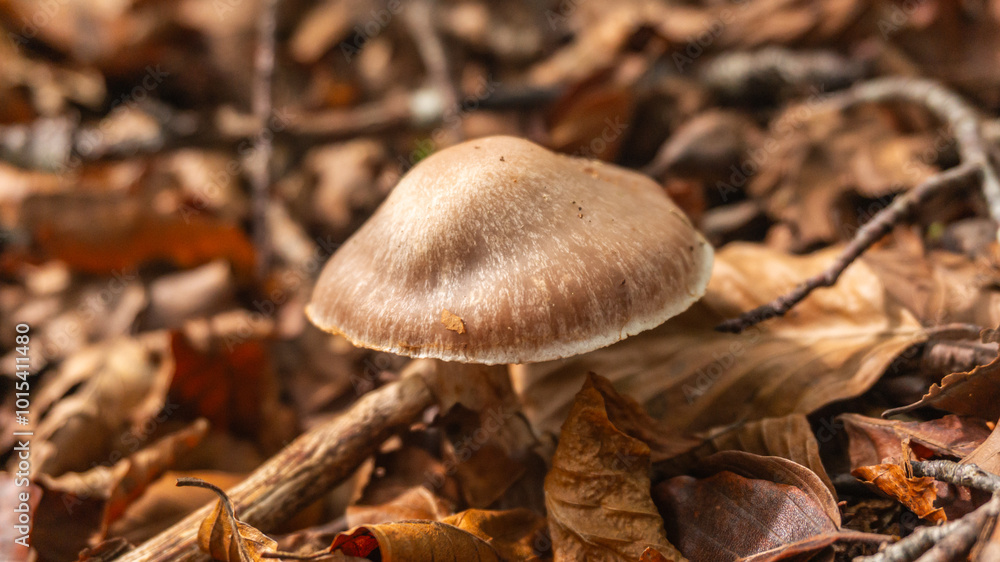 Mushrooms in a forest in northern Spain Mushrooms in a forest in northern Spain