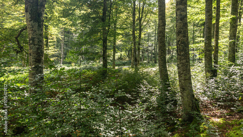 Leafy forest in northern Spain