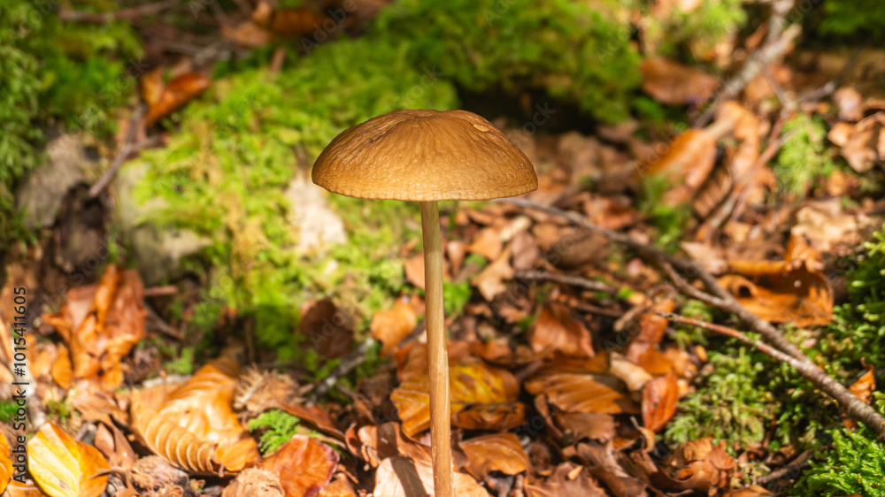 Mushrooms in a forest in northern Spain Mushrooms in a forest in northern Spain