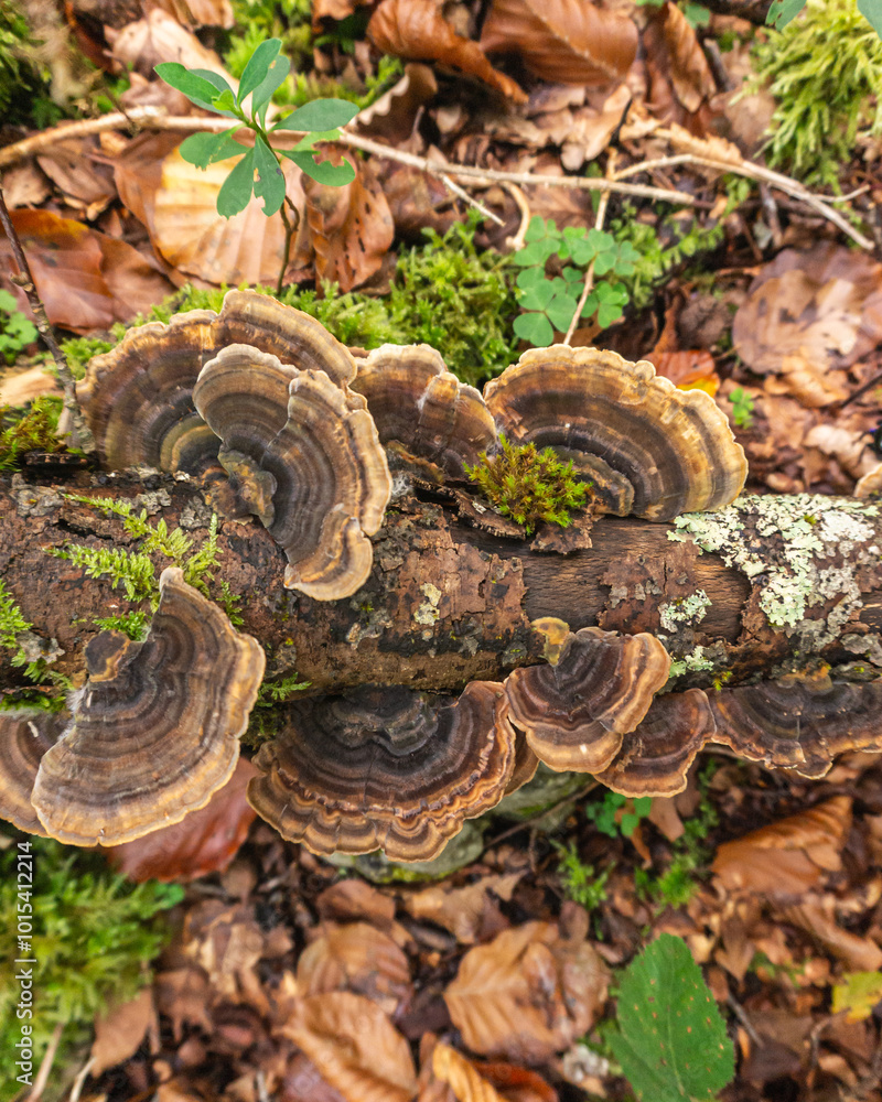 Mushrooms in a forest in northern Spain Mushrooms in a forest in northern Spain