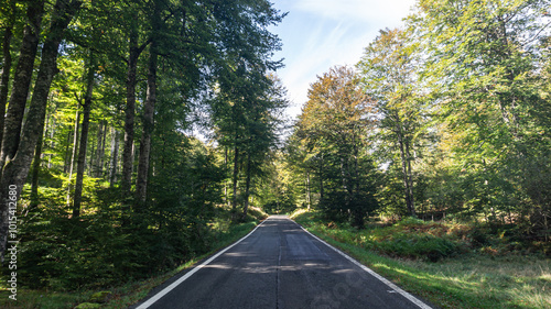 Road in the middle of a forest in northern Spain