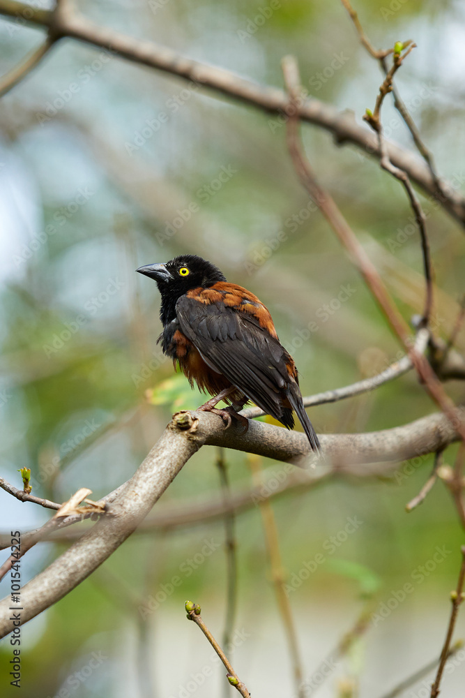 Vieillot's black weaver (Ploceus nigerrimus) Vieillot's black weaver (Ploceus nigerrimus)