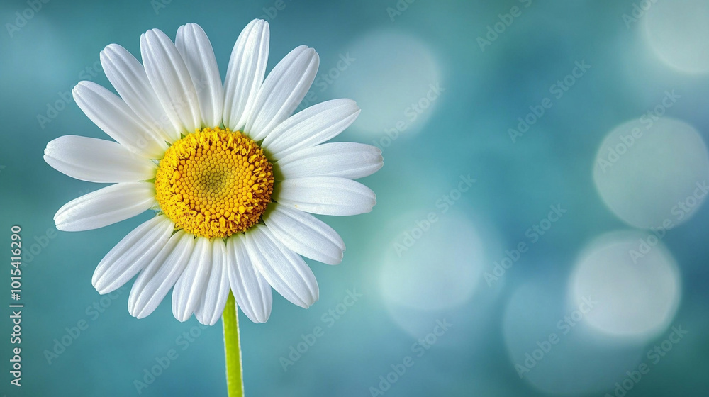 daisy flower stands out in a lush garden, symbolizing purity and innocence. The selective focus highlights its delicate petals against a blurred green backdrop daisy flower stands out in a lush garden, symbolizing purity and innocence. The selective focus highlights its delicate petals against a blurred green backdrop