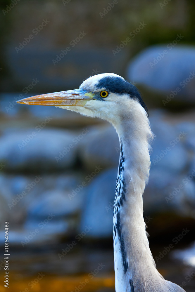 great blue heron (Ardea herodias) great blue heron (Ardea herodias)