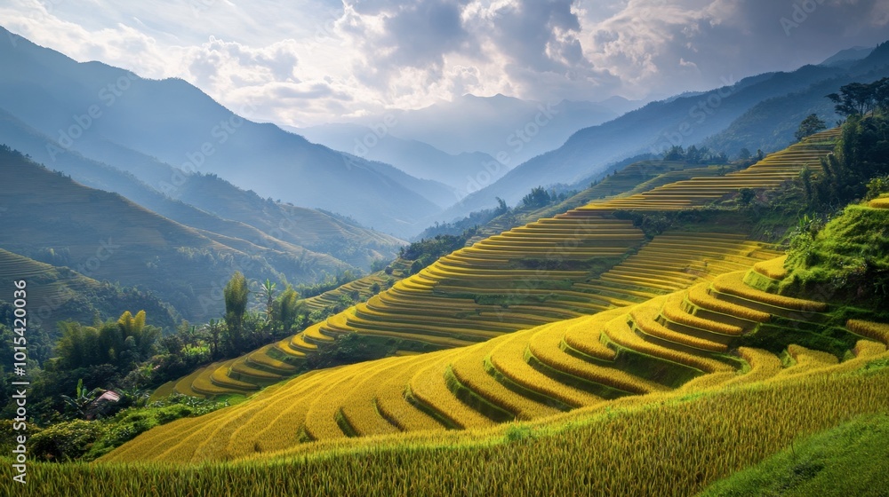 A scenic shot of terraced rice fields in Sapa during harvest season, with golden fields cascading down the mountainside. A scenic shot of terraced rice fields in Sapa during harvest season, with golden fields cascading down the mountainside.