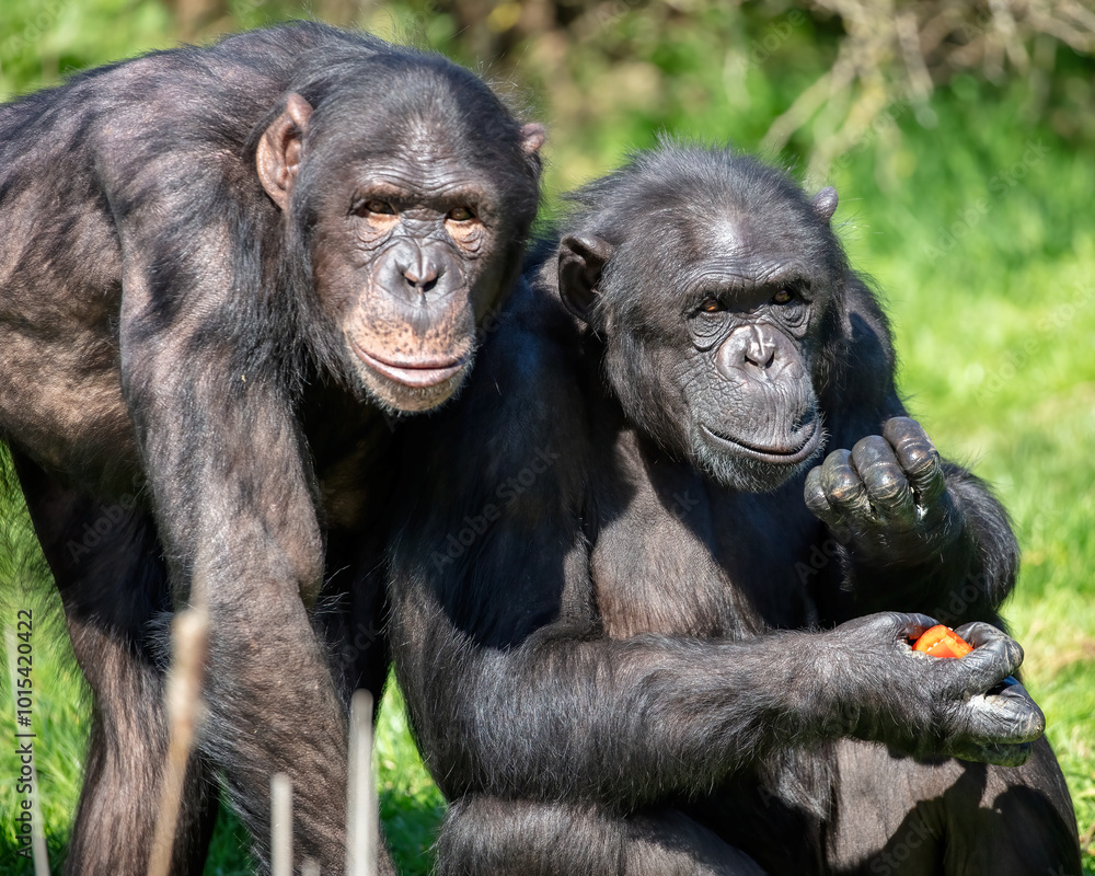 Two chimpanzees enjoying a sunny afternoon Two chimpanzees enjoying a sunny afternoon
