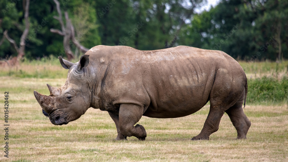 Southern white rhino, Ceratotherium simum simum Southern white rhino, Ceratotherium simum simum