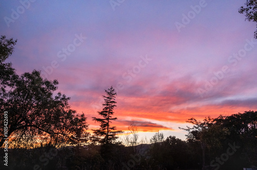 Panoramic landscape of a beautiful sunset in the forest. The sky is various gradients of blue, purple, violet and red and the trees are outlined as black silhouettes against the cloudy background