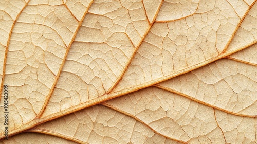   A close-up of a leaf's vein, revealing its thinness