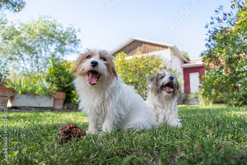 Photography A couple of small dogs rest in the garden of a country house