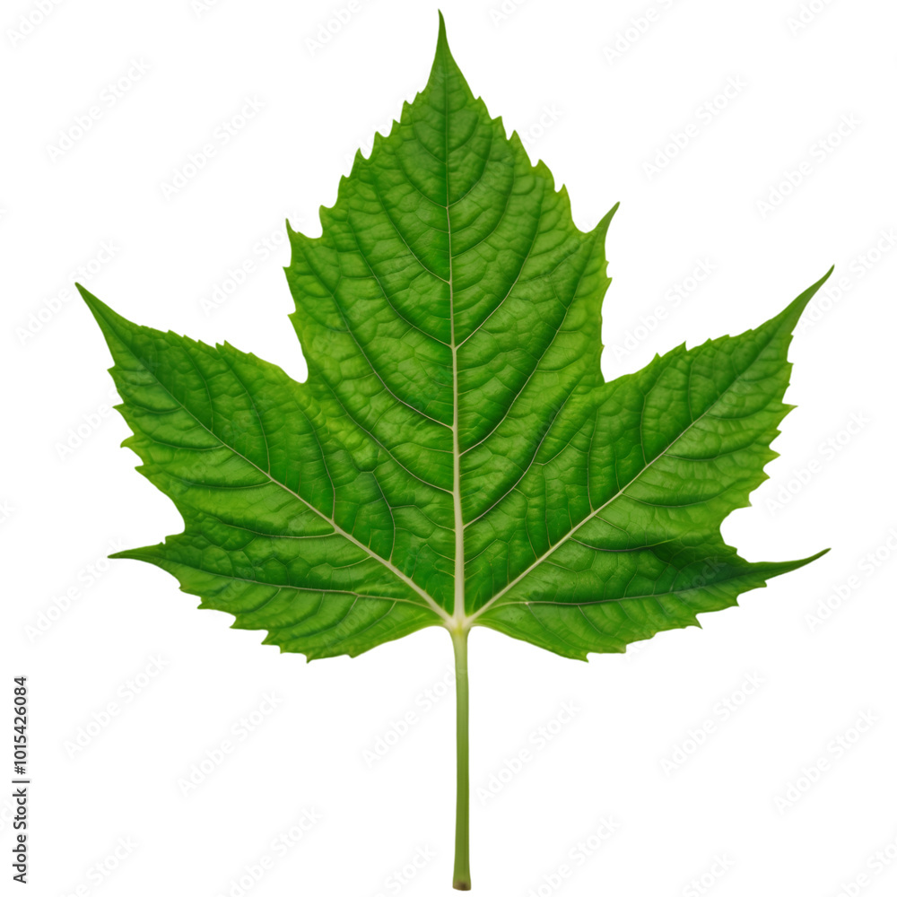vibrant green leaf with intricate veins and smooth texture stands out against plain background, showcasing beauty of nature vibrant green leaf with intricate veins and smooth texture stands out against plain background, showcasing beauty of nature