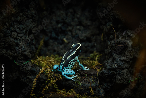 Dendrobates Azureus, dart frog