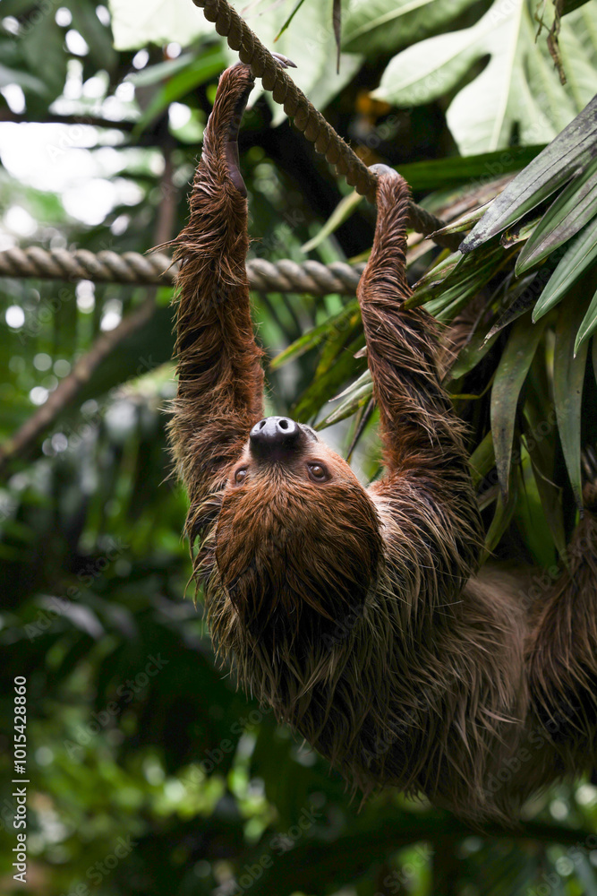 calm sloth hanging and climbing tree branch in tropical jungle of the zoo calm sloth hanging and climbing tree branch in tropical jungle of the zoo