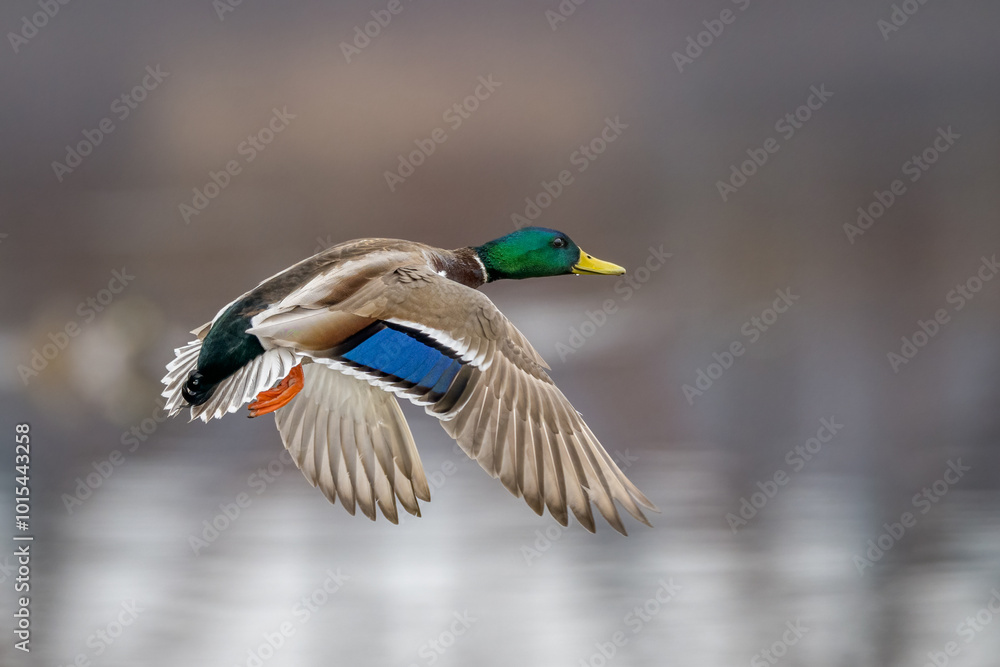 Mallard duck male flying with blurred background Mallard duck male flying with blurred background