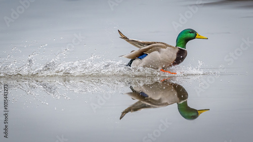 Mallard duck landing with a splash