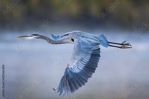 Photos Close-up of Great Blue Heron flying past