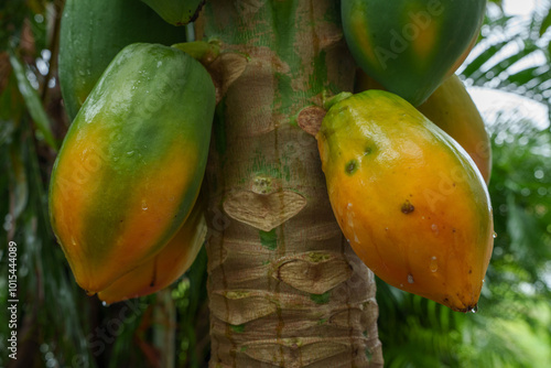 Papaya fruit growing on tree