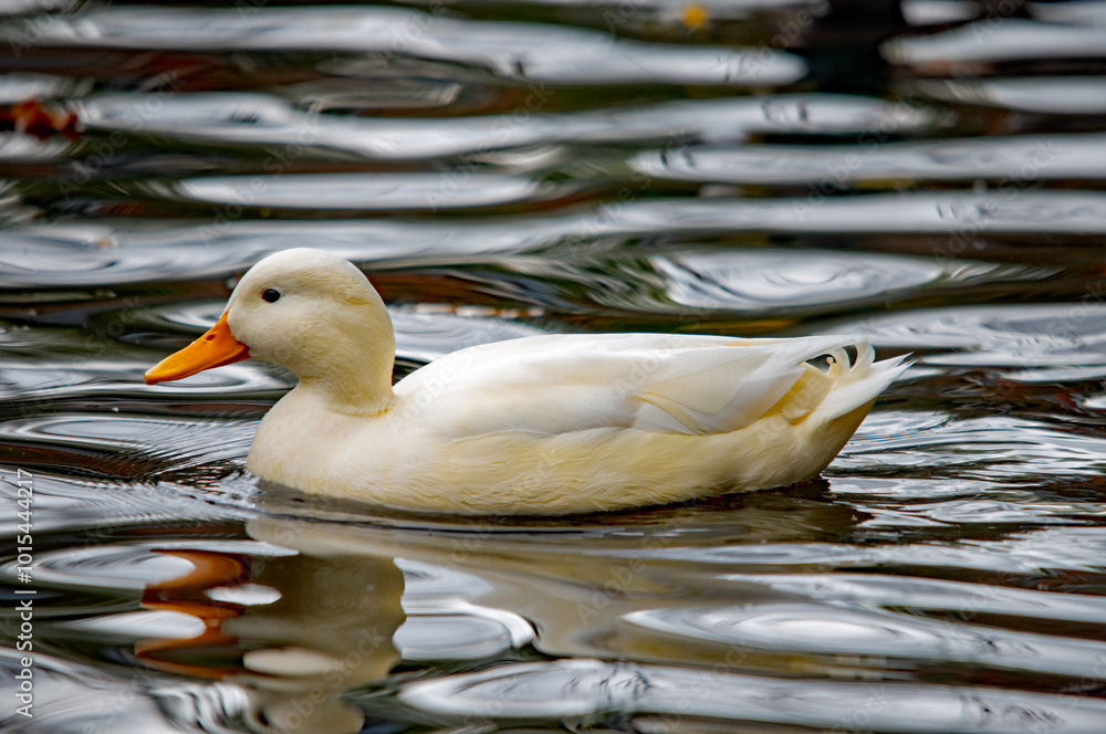 Ein junger weißer Schwan auf dem Wasser Ein junger weißer Schwan auf dem Wasser