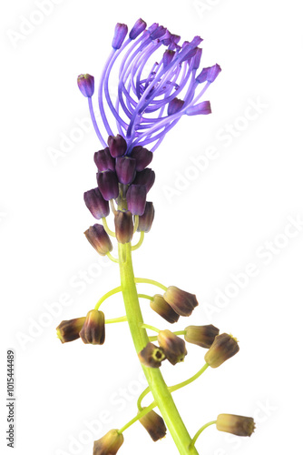 Tassel hyacinth flower photo