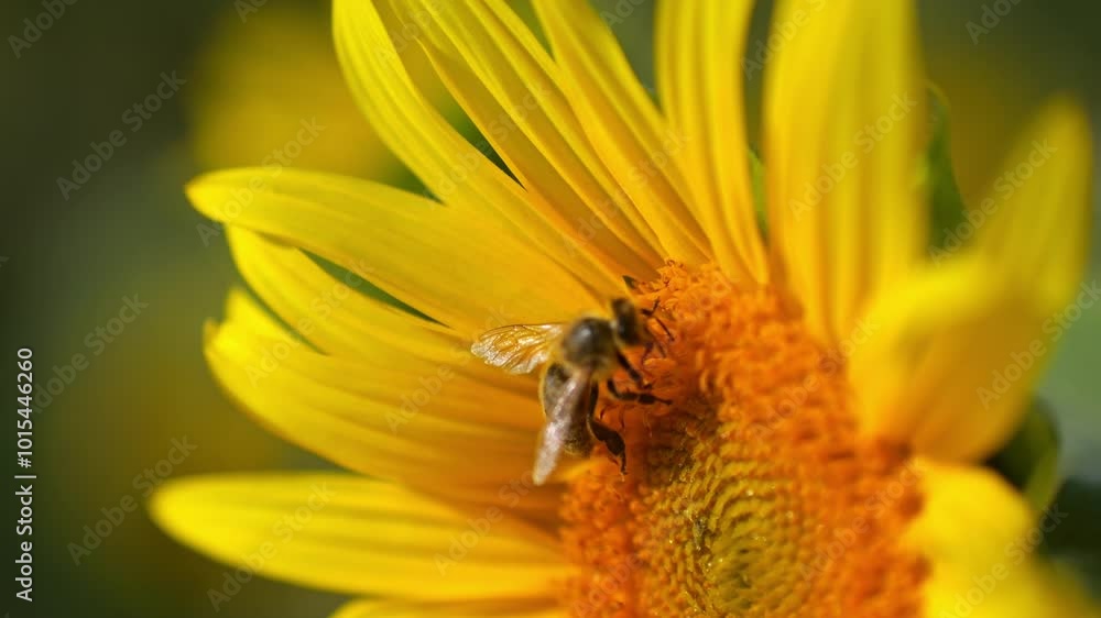 Close-up of a sunflower in full bloom, with blurred yellow flowers in the background. Bees, butterflies, and ladybugs pollinate as petals sway gently in the wind. Close-up of a sunflower in full bloom, with blurred yellow flowers in the background. Bees, butterflies, and ladybugs pollinate as petals sway gently in the wind.