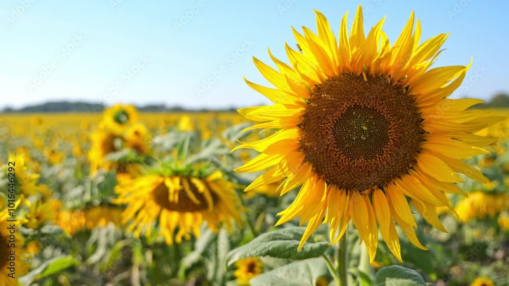 Close-up of a sunflower with pollinating insects like bees and butterflies. Blurred flowers in the background sway gently under the warm sun in slow motion. Close-up of a sunflower with pollinating insects like bees and butterflies. Blurred flowers in the background sway gently under the warm sun in slow motion.