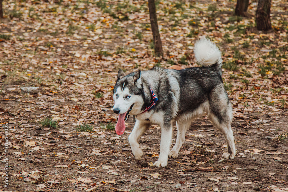 Dog on the alley in the park. Husky on the background of autumn landscapes. Playful dog in the park. Dog on the alley in the park. Husky on the background of autumn landscapes. Playful dog in the park.