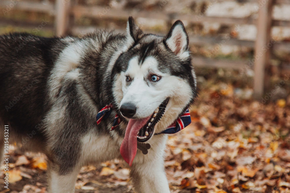 Husky with open mouth. Dog with tongue out. Husky close-up on the background of fallen leaves. Husky with open mouth. Dog with tongue out. Husky close-up on the background of fallen leaves.