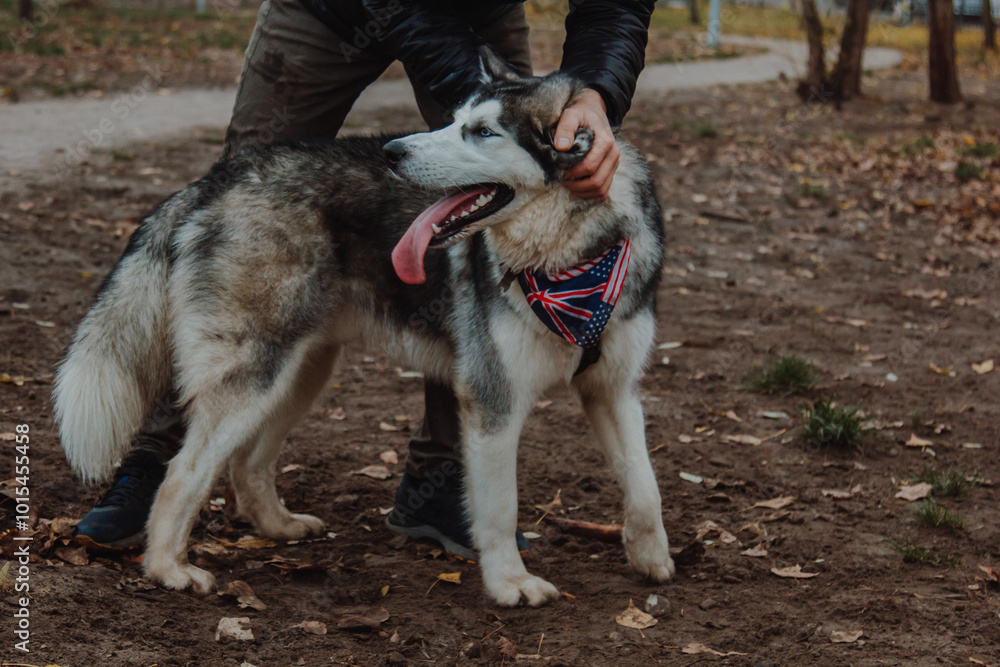 Walking dogs in fresh air. People walk their Pets on specialized paddock. Animals get acquainted, play, run, have fun. Socialization. Acquaintance. Walking dogs in fresh air. People walk their Pets on specialized paddock. Animals get acquainted, play, run, have fun. Socialization. Acquaintance.